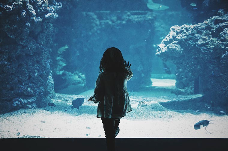 Child looking on a saltwater aquarium