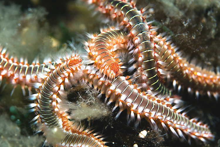 red bristle worms