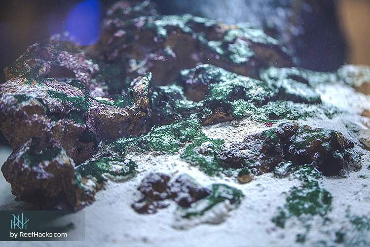 Green Slime Cyanobacteria on live rocks in a reef tank