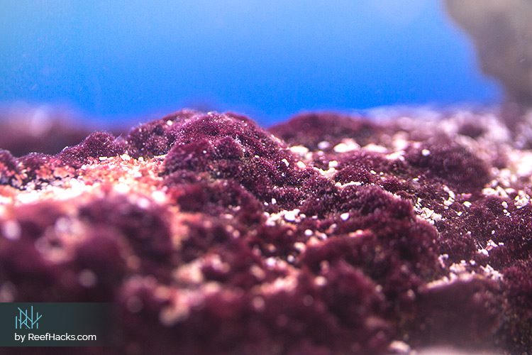 Red Slime Cyanobacteria on live rocks in a reef tank