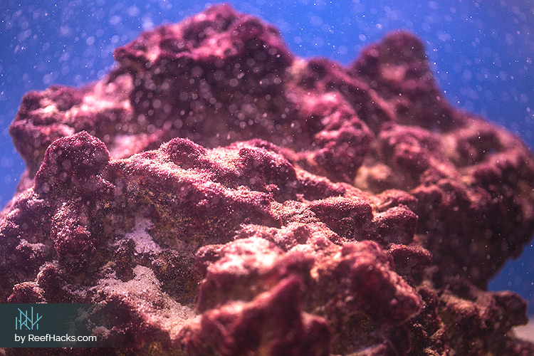 Red Slime Cyanobacteria on live rocks in a reef tank