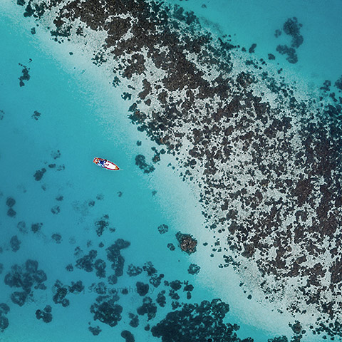 Reef Ocean