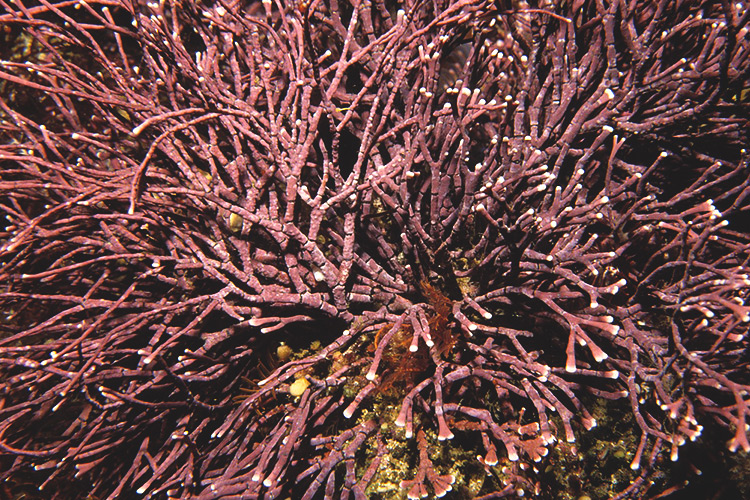 no coraline algae