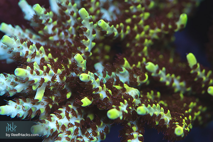 SPS acropora san hô trong bể san hô
