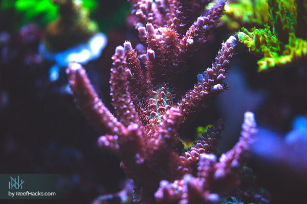 10 Facts Why Coralline Algae is Important For Reef Tank (Exclusive)