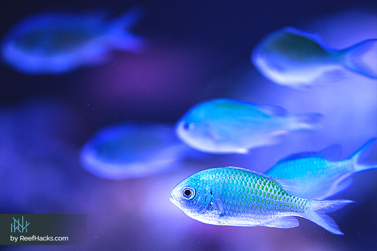Blue Chromis fish schooling 