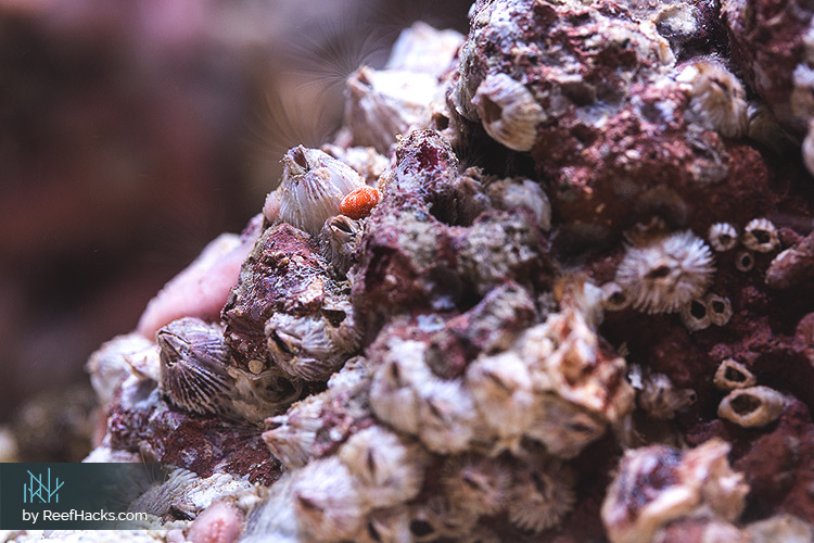 Live Rock in a reef tank