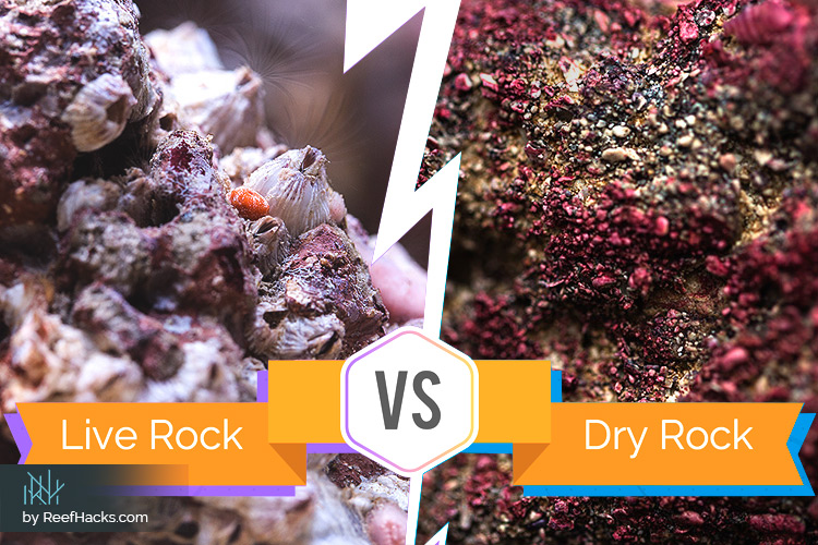 Live Rock vs Dry Rock Reef Tank