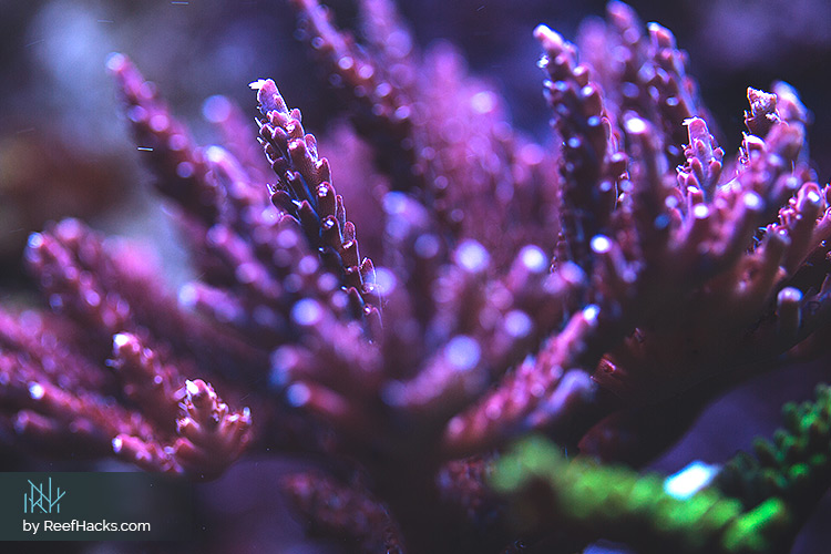 SPS Acropora coral colony