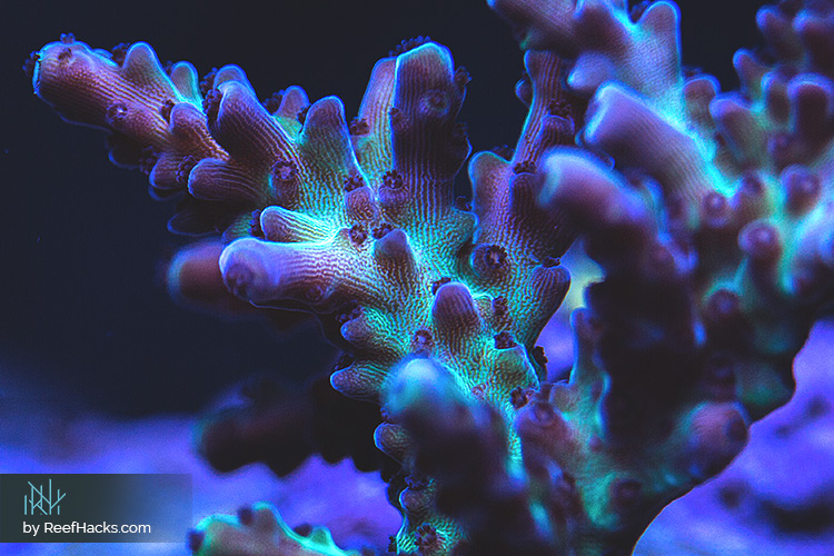 SPS Acropora coral colony