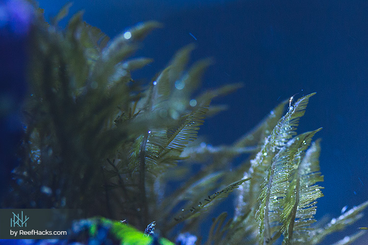 Bryopsis Algae Reef Tank