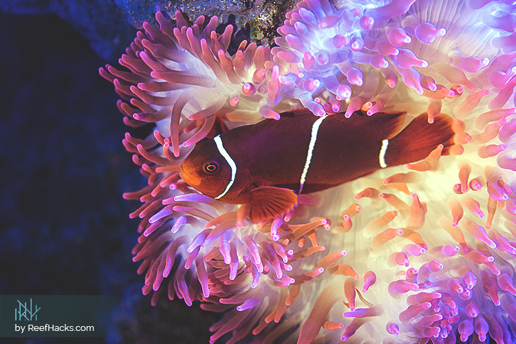 Clown Fish Hosting Anemone Reef Tank