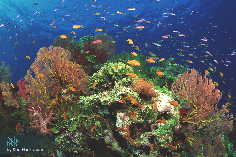 Reef Aquarium Sand