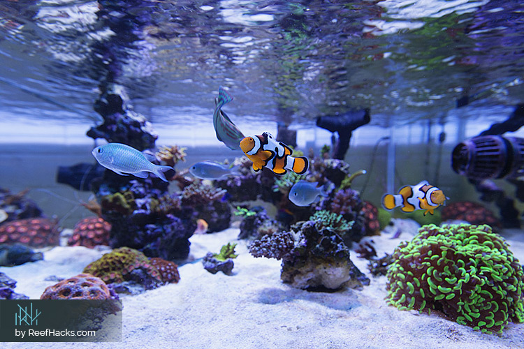 10 Step By Step Tips To Easily Create A Perfect Reef Tank Aquascape