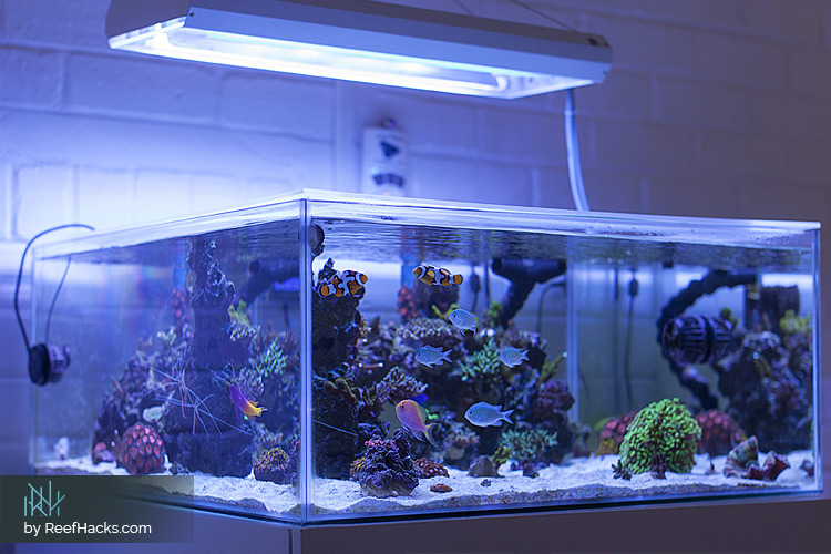 Aquascape Shallow Reef Tank