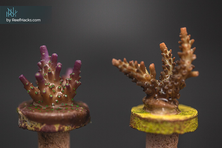 BattleCorals Corals
