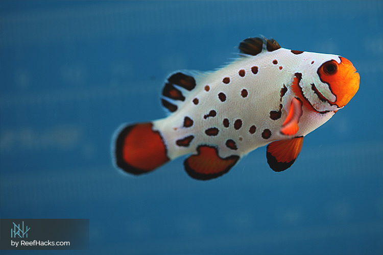 FrostBite Clownfish