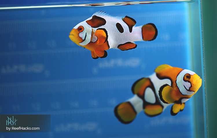 Picasso Clownfish