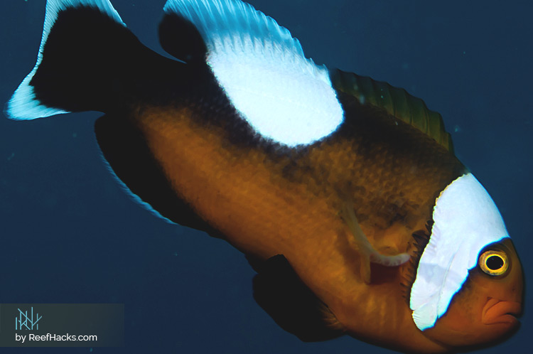 Saddleback Clownfish