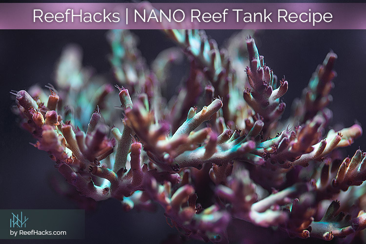 Reef Hacks Nano Reef Tank Guide Our Recipe For Success