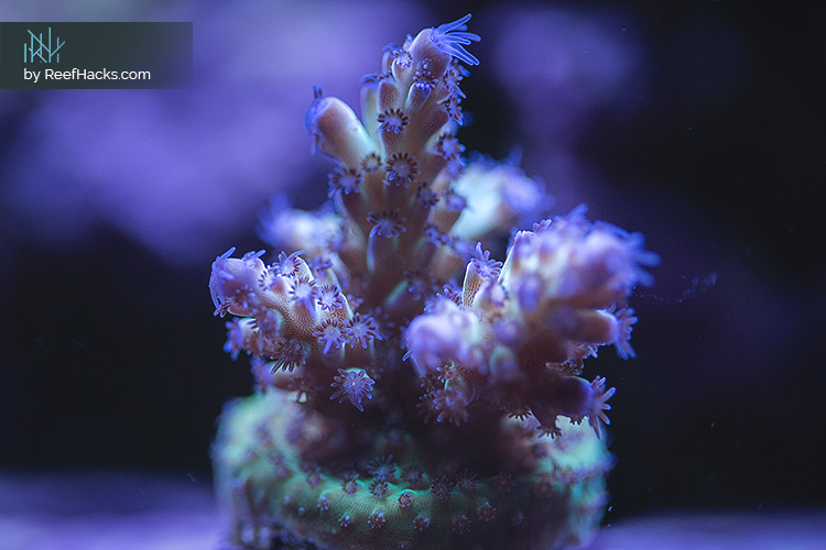 Reef Tank Supplement Methods - How To Choose the Right Program