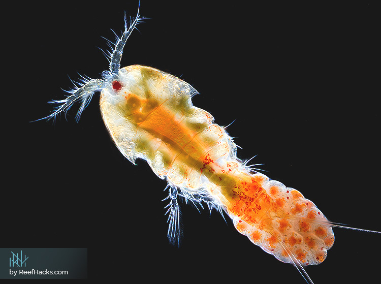 Copepod