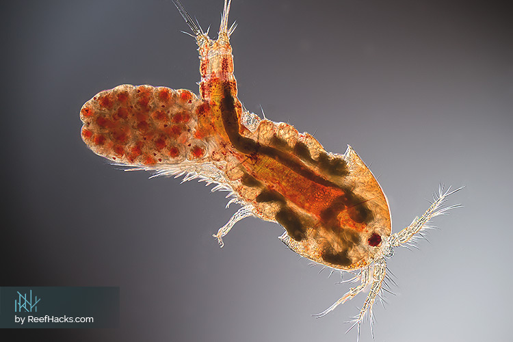 Copepod