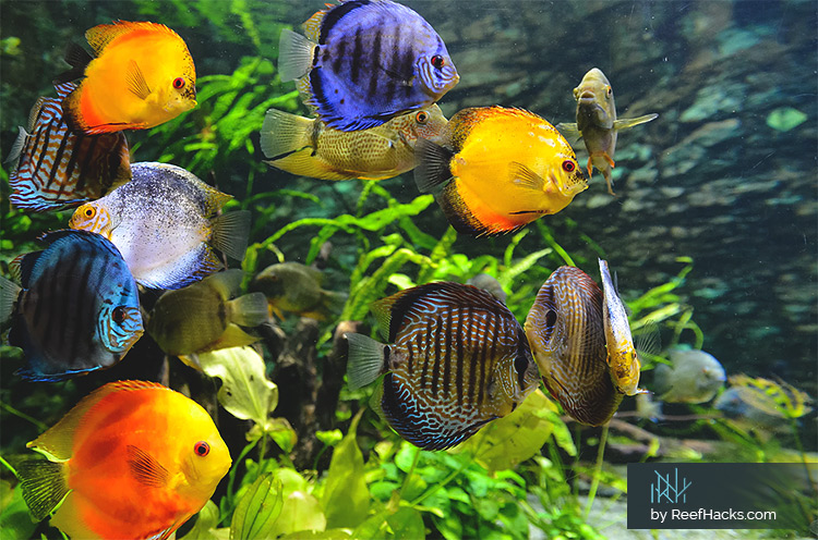 freshwater aquarium rays